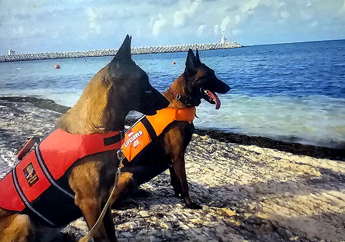 Dos pastores belgas malinois con chaleco salvavidas, frente al mar.