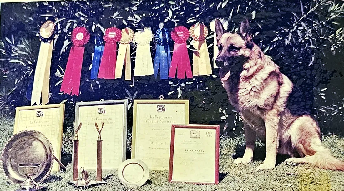 Pastor alemán con escarapelas, trofeos y diplomas