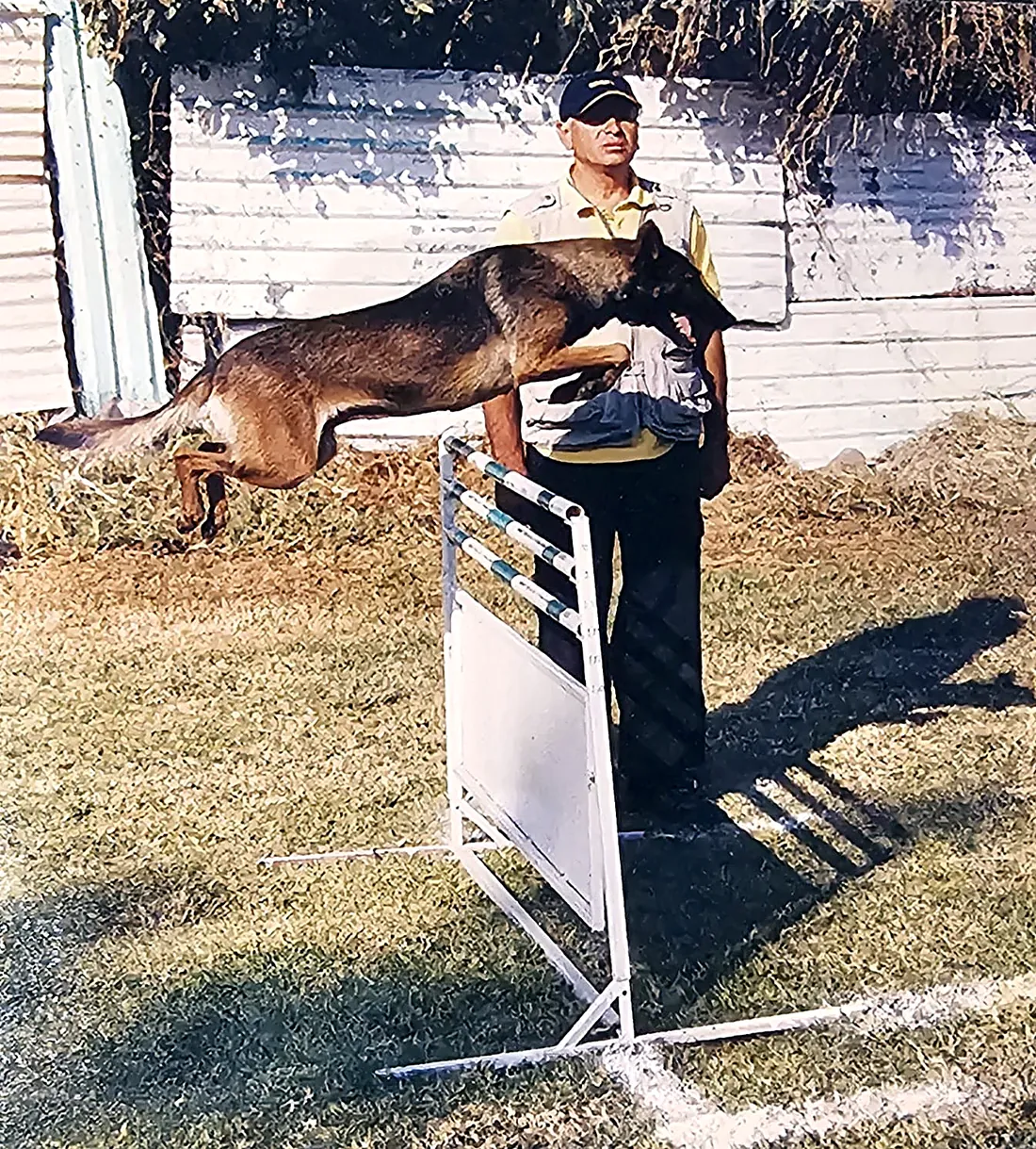 Belgian Malinois clearing a jump