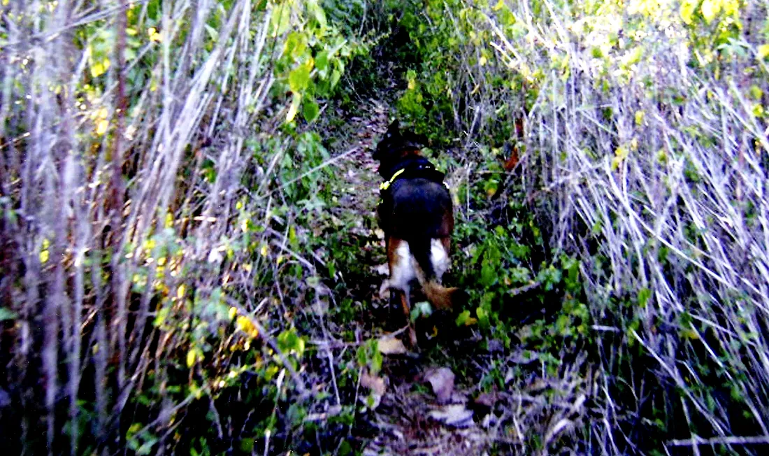 Perro de búsqueda trabajando en la selva
