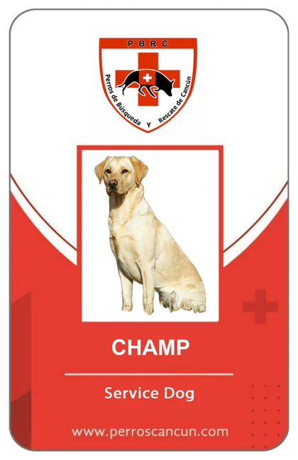 Front of a PBRC service dog credential, example with a Labrador named Champ
