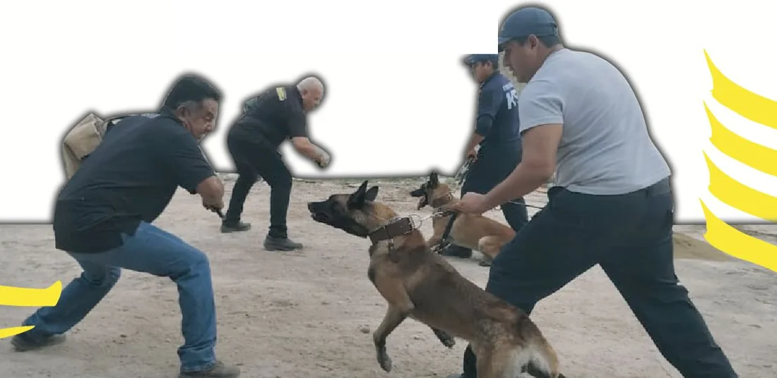 K9 dog handling course: handlers working with Belgian Malinois
