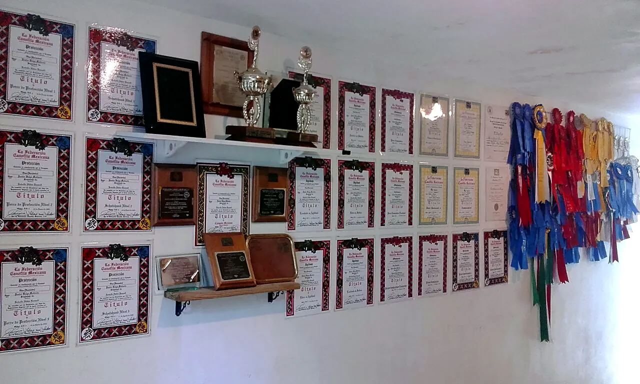 Pared cubierta de títulos enmarcados de la Federación Canófila Mexicana, trofeos y escarapelas