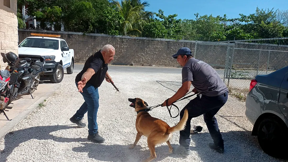 Rodolfo Núñez Renault leads a guard and protection exercise with a Belgian Malinois and its handler