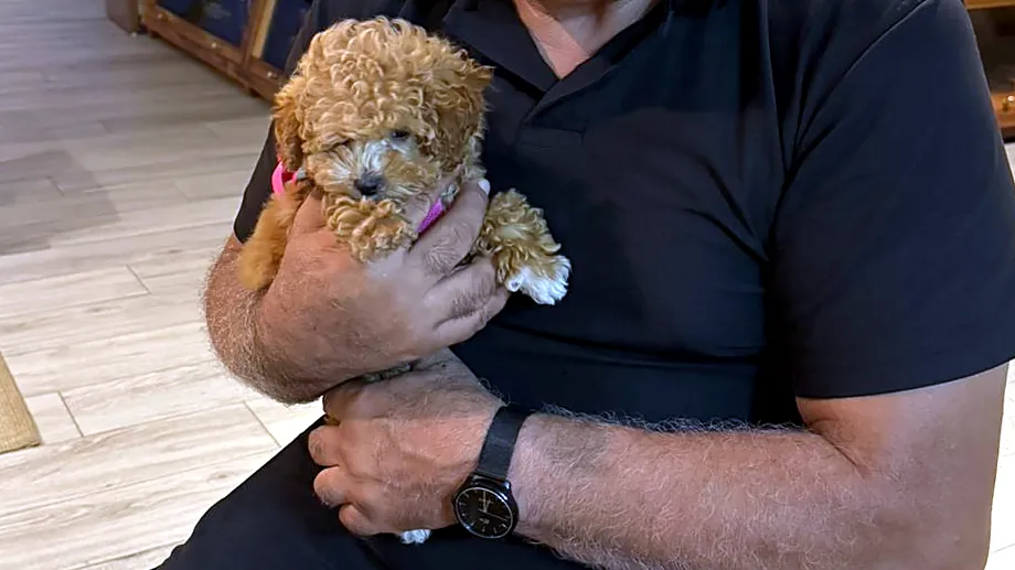 Rodolfo Núñez Renault holds an apricot poodle puppy in his hands